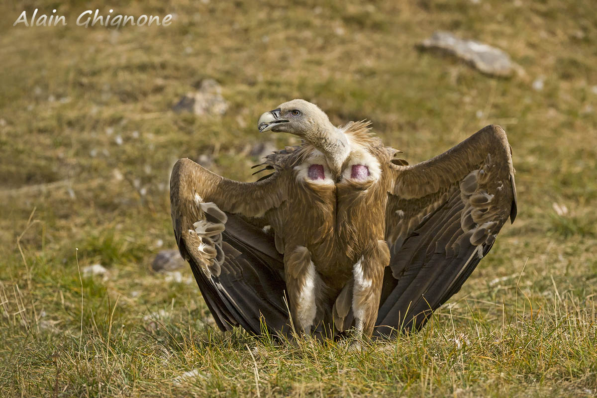 3 diversi avvoltoi...